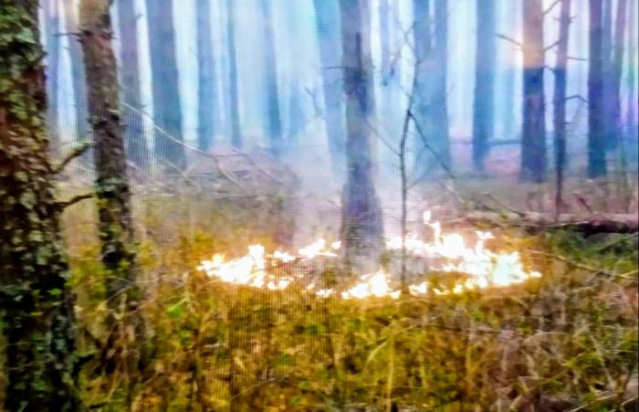 Возгорание в лесу, фото: Арсен Аваков