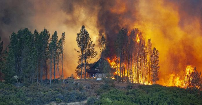 Лесные пожары в Украине. Фото: 112.ua