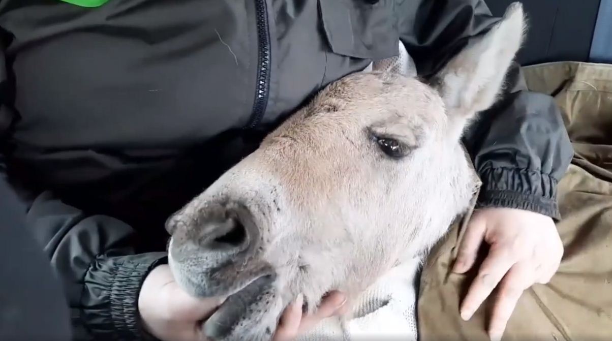 Пожежі у Чорнобилі: на згарищі врятували обгоріле лоша, яке відбилося від стада, скріншот відео