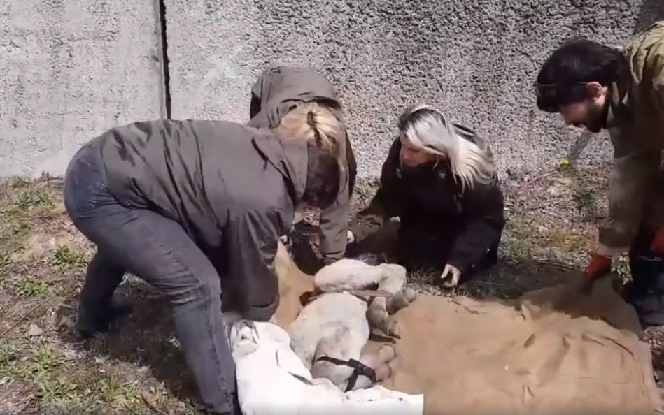 Пожежі у Чорнобилі: на згарищі врятували обгоріле лоша, яке відбилося від стада, скріншот відео