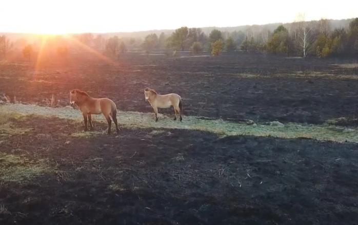 Пожары в Чернобыле: на пепелище спасли обгоревшего жеребенка, который отбился от стада, фото — Фейсбук Я.Емельяненка
