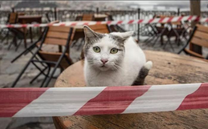  Коронавірус у котів: медики США просять не випускати домашніх тварин на вулицю, фото — CNet
