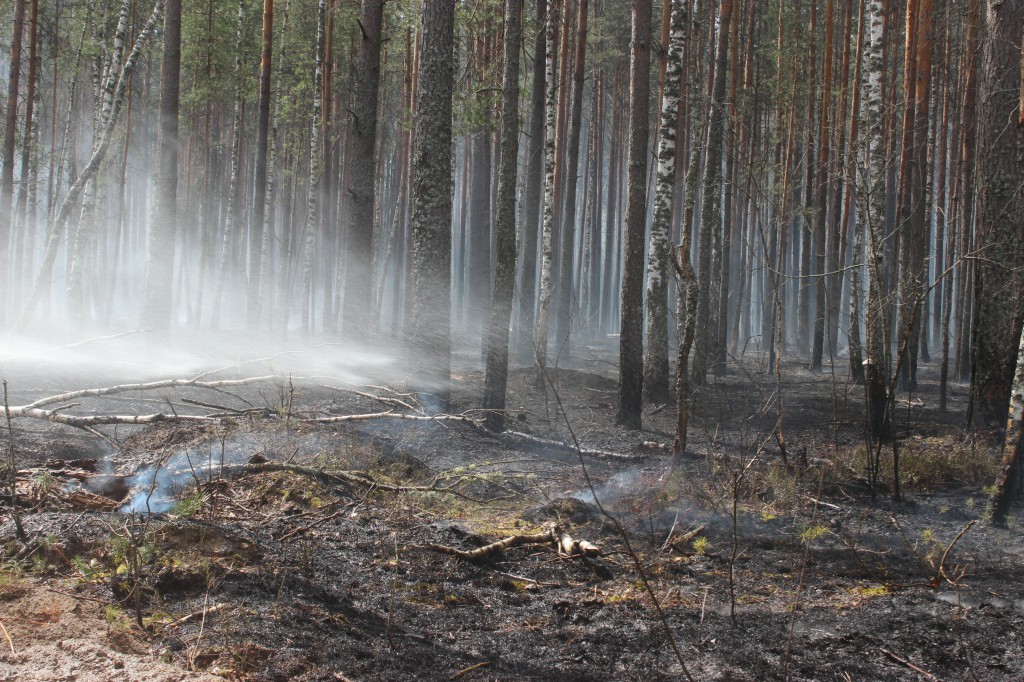 Пожежа в Чорнобилі. Фото: ДСНС