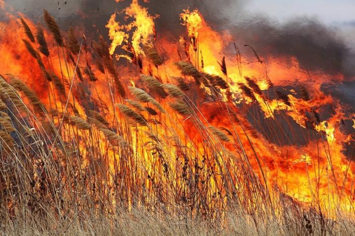 Пожары в Украине. Фото: Взгляд