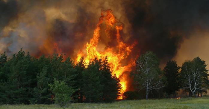 Лесные пожары в Украине. Фото: rg.ru