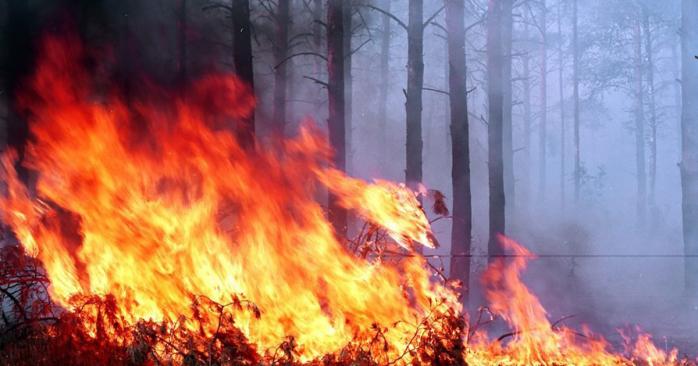 Лесные пожары в Украине. Фото: kiyvagrolis.com.ua