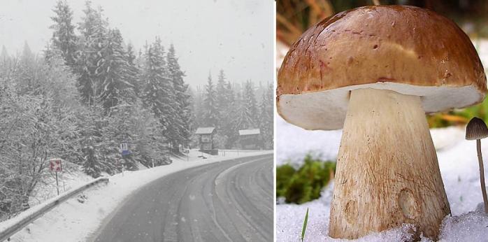 Сніг у травні випав у Карпатах: українці показали фото і відео хуртовини та перших грибів