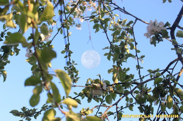 Цветочная Луна: как она выглядела из разных уголков Земли, фото — ВН