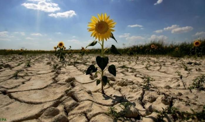 Посуха в Україні: одеський фермер скоїв суїцид, Мінекономіки дало невтішний прогноз / Фото: Фейсбук