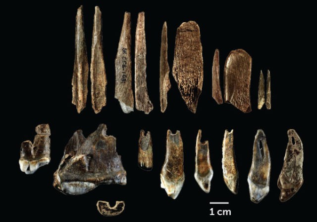 Ученые нашли древнейшие следы Homo sapiens в Европе, фото — Nature