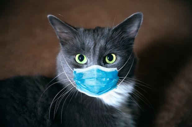 Кошки могут заражать друг друга коронавирусом. Фото: New York Post