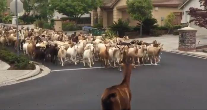 Новости США: обнародовано смешное видео нашествия коз-спасателей в Калифорнии