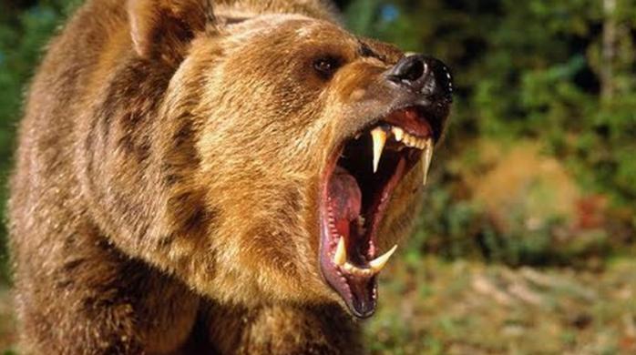 В России медведь напал на мужчину посреди города. Фото: videomin.ru