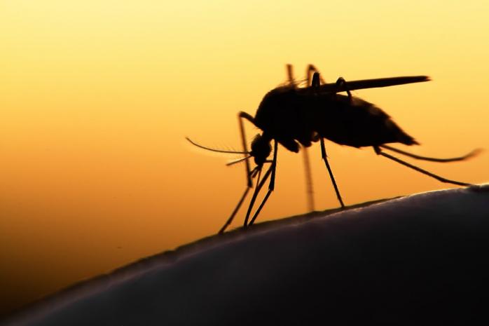 У Харкові зареєстровано завізний випадок малярії. Фото: Pexels