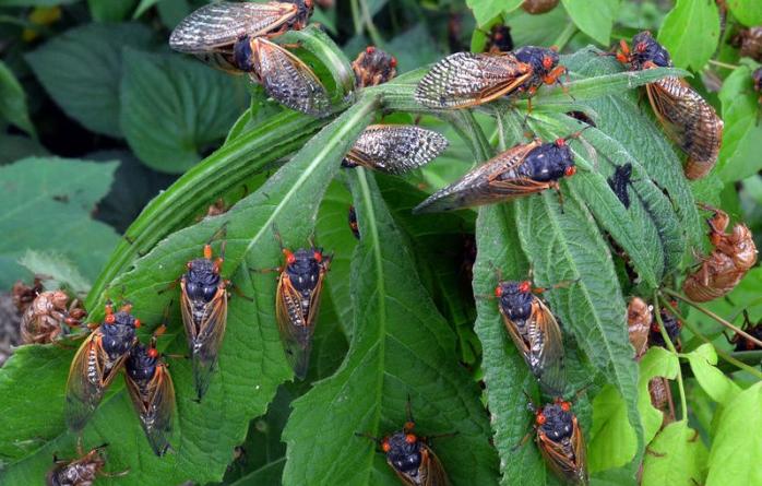 Новости: в США впервые за 17 лет ученые ожидают нашествия полтора миллиона цикад