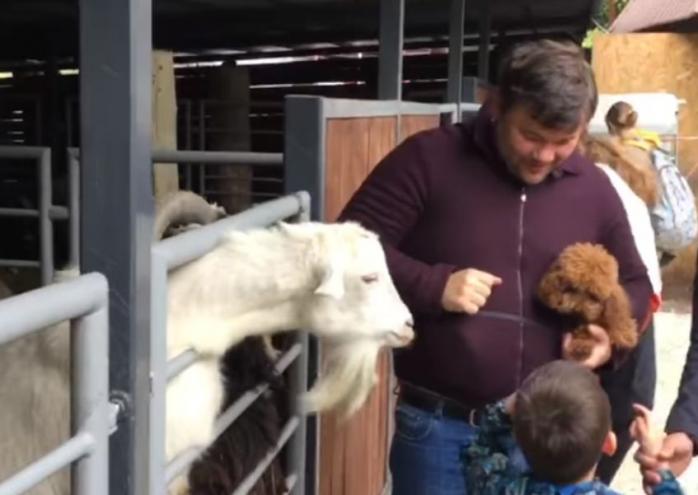 Богдан у Київському зоопарку посварився з цапом, скріншот відео