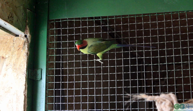 В приюте для птиц, фото: CBN