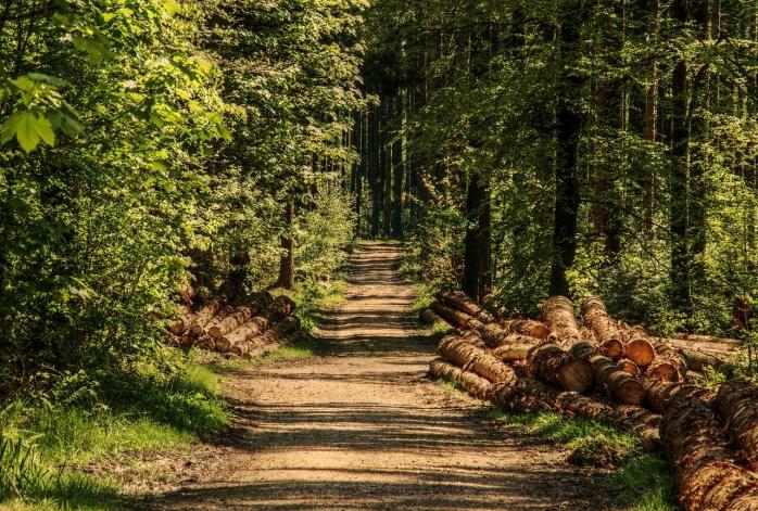 В Украине проведут инвентаризацию лесов — закон, фото — Pixabay