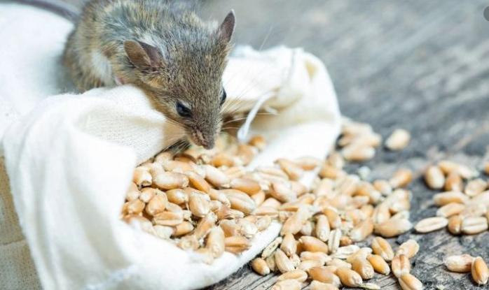 В Раде требуют сообщить фамилии мышей, которые «съели» 150 тыс. тонн зерна из Госрезерва на Тернопольщине, фото — "24 канал"