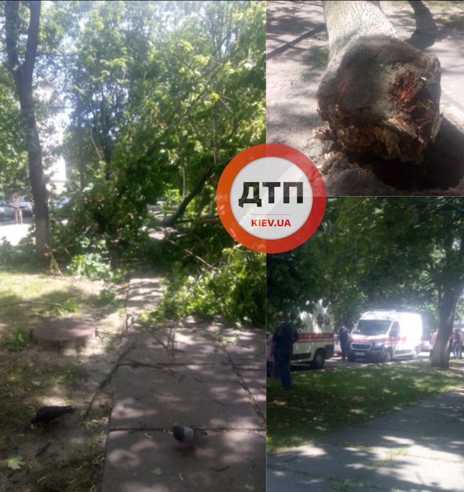 У Києві та Харкові на людей впали дерева. Фото: dtp.kiev.ua