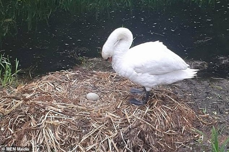 Жорстокі підлітки довели лебедя до смерті, розбивши яйця із пташенятами. Фото: Daily Mail