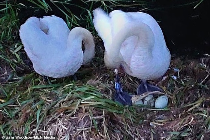 Жорстокі підлітки довели лебедя до смерті, розбивши яйця із пташенятами. Фото: Daily Mail