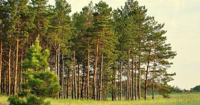 Зеленський підписав закон про інвентаризацію лісів. Фото: agropolit.com