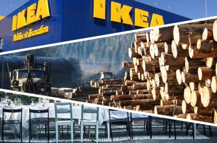 В IKEA заперечують використання незаконної української деревини. Фото: mukachevo.net