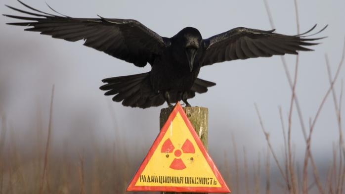 Выброс радиации: опасное облако в Скандинавию принесло из России