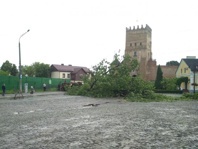 Гроза в Луцке завалила 200-летний ясень — под ним творила Леся Украинка, фото — А.Котыса