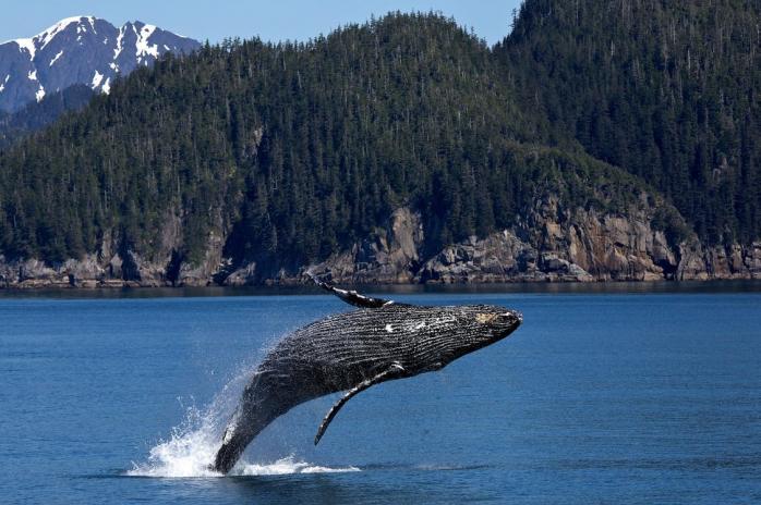 Спасение огромного кита у берегов Италии засняли на видео. Фото: Pexels