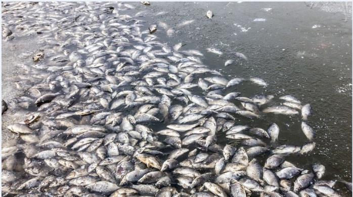 Массовый мор рыбы случился на Волыни — подозревают водоканал, фото — Фейсбук А.Мальований