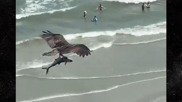 Поединок орла и акулы в небе сняли на видео — интересные новости о животных