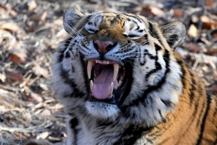 Тигрица загрызла сотрудницу зоопарка в Цюрихе. Фото: Zoo
