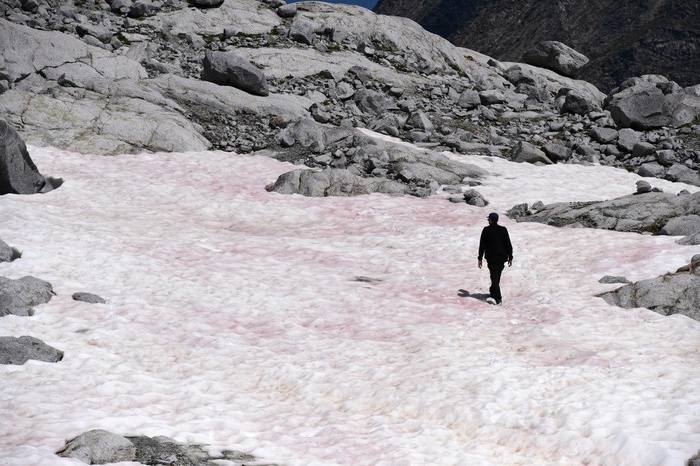 Рожевий сніг в Альпах. Фото: sciencealert.com