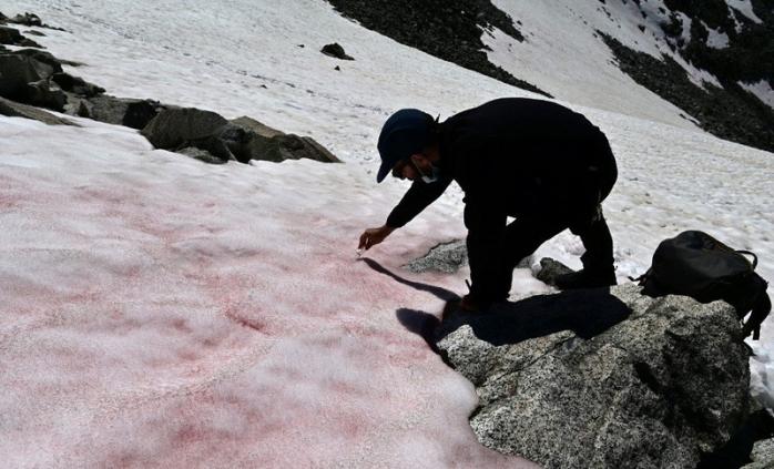 Рожевий сніг в Альпах. Фото: sciencealert.com