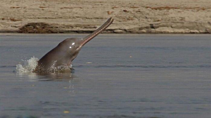 Спасение редкого дельфина в Индии попало на видео — интересные новости о животных
