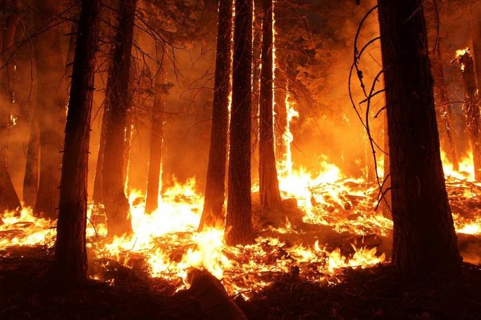 Пожежі на Луганщині. Фото: pixabay
