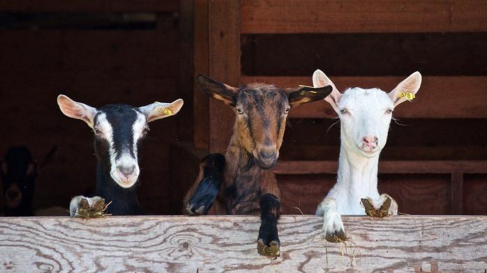 Нудні наради обарвлюють кози і півні в США. Фото: pixabay