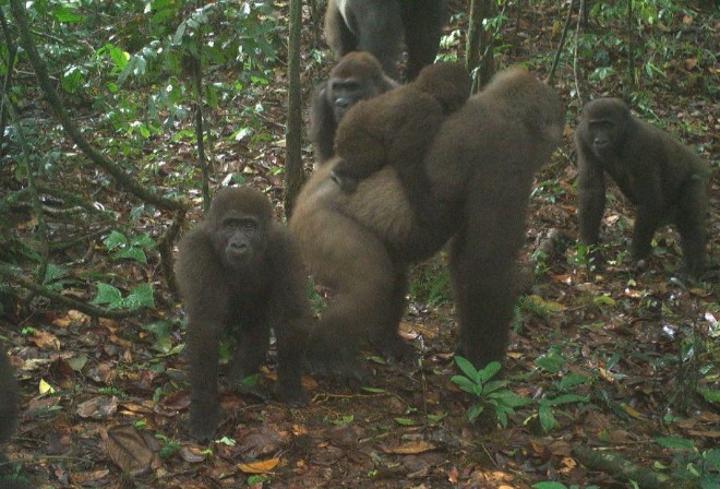 Західні річкові горили. Фото: newsroom.wcs.org