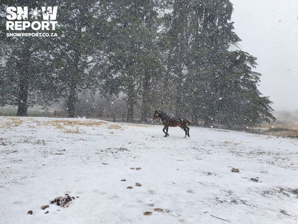 Снігопад у Південній Африці потрапив на фото і відео / Фото: Snow Report SA