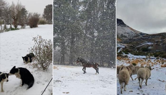 Снігопад у Південній Африці потрапив на фото і відео — зима в Африці 