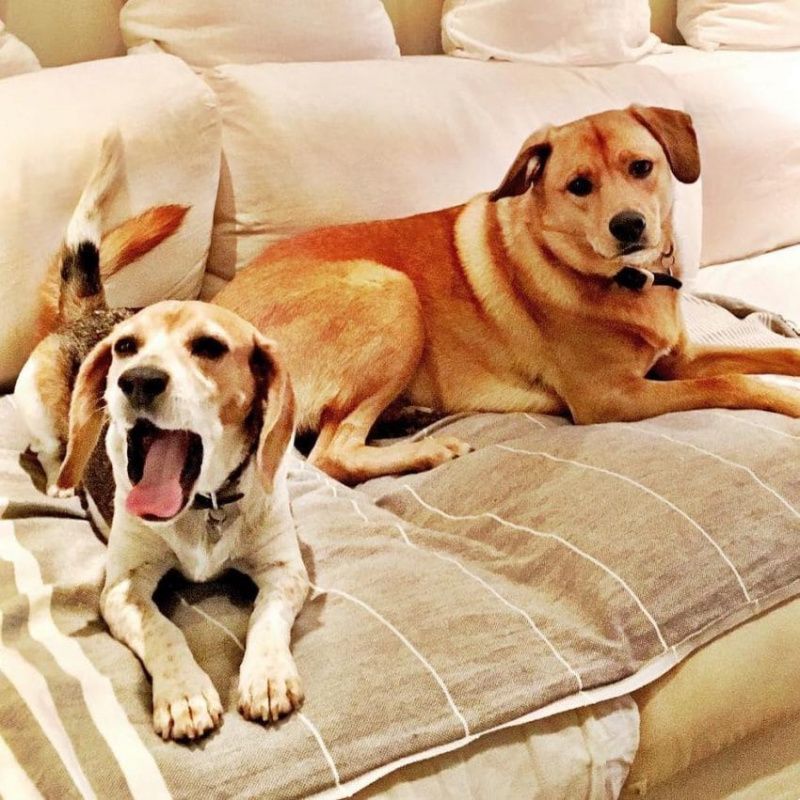 Богарт та Гай, собаки Меган Маркл. Фото: Instagram