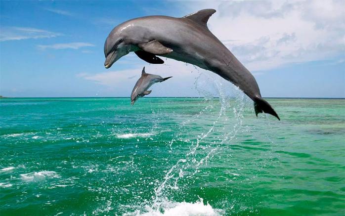 Спасение стаи дельфинов в Одессе попало на видео — интересные новости о животных