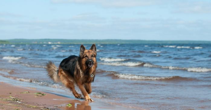 Собак научат выслушивать коронавирус. Фото:flickr.com