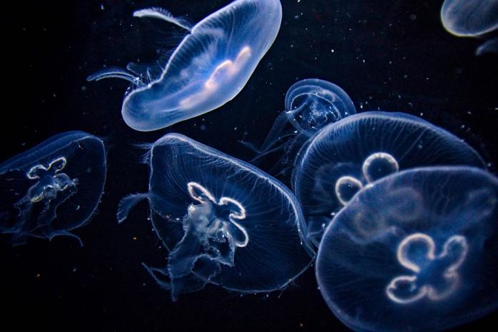 Медузы в море. Фото: Pixabay