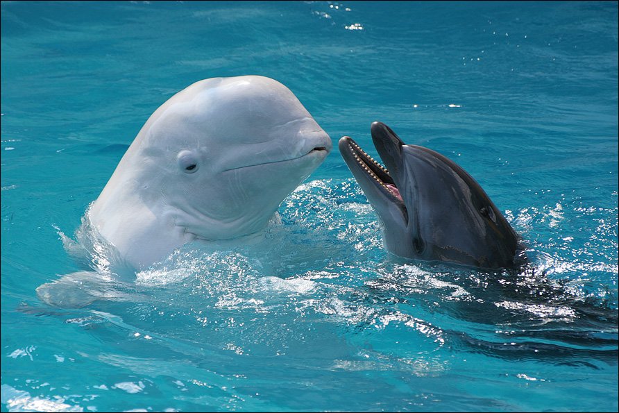 23 июля праздник — День китов и дельфинов. Фото: salat.com.ua
