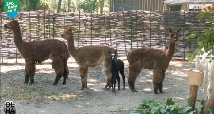 Зоопарк Киева празднует пополнение в семье альпак, появилось видео — новости Киева