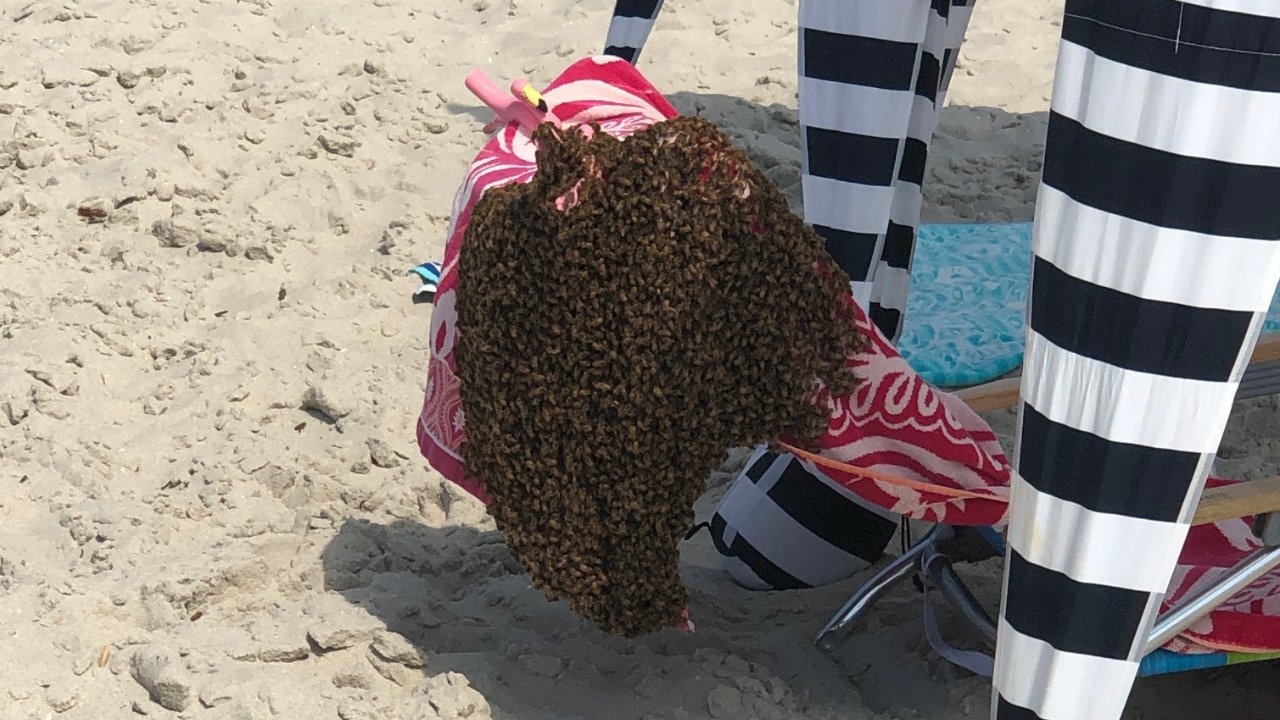 Рій бджіл спровокував хаос на пляжі у США