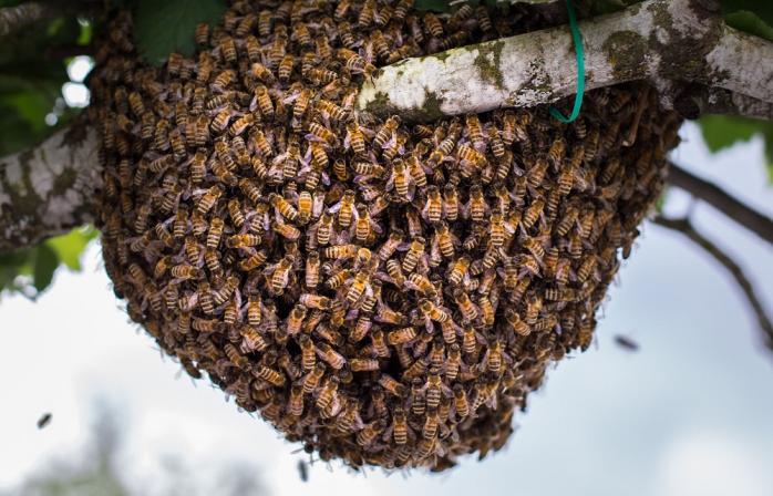 Тысячи пчел спровоцировали хаос на пляже в США — новости США